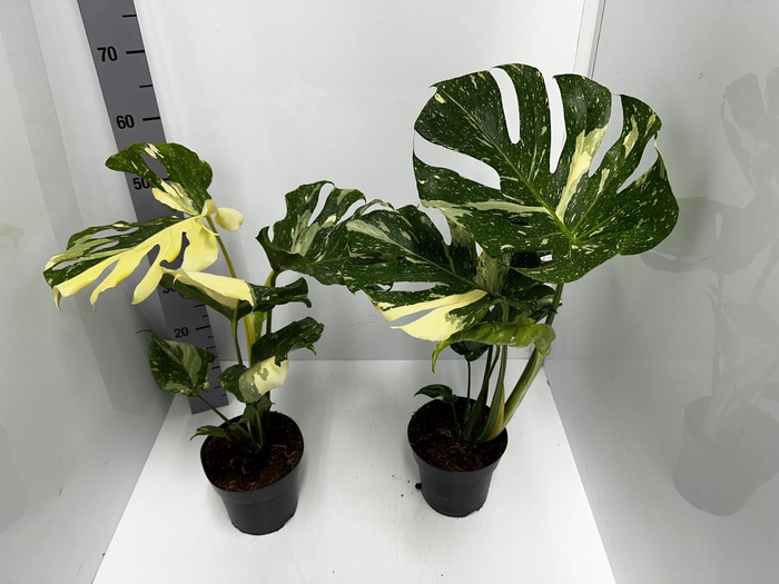 Monstera deliciosa Thai Constellation 17Ø 60cm 1pp