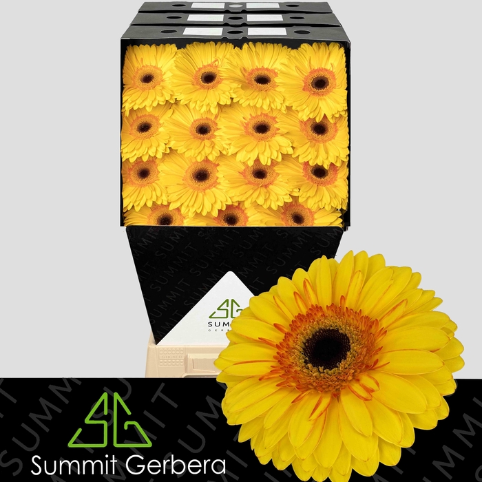 <h4>Gerbera Apollo Diamond</h4>