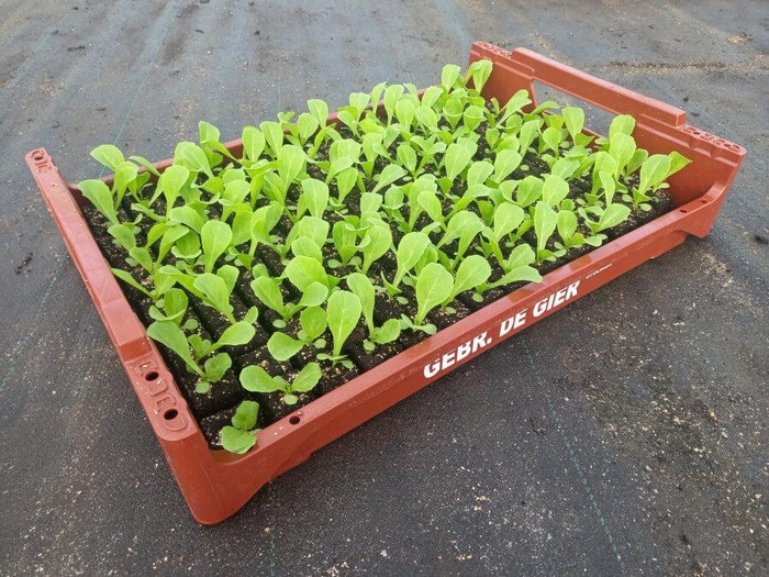 <h4>de Gier Groenteplanten 001a Bladgewas Andijvie (tot 15 april)- 140 planten</h4>