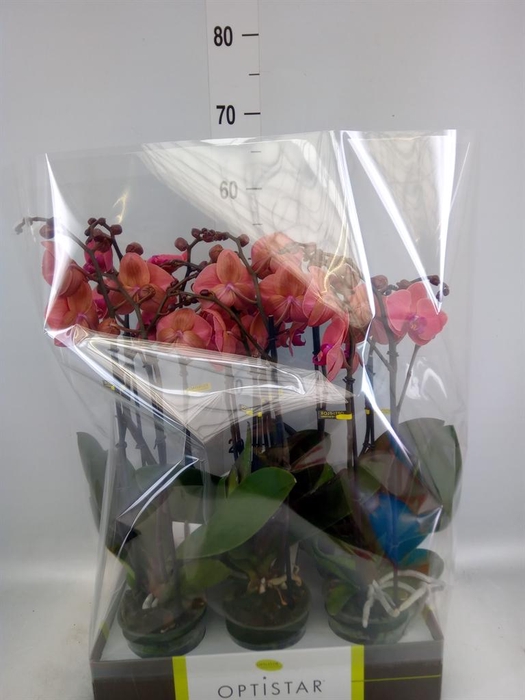 <h4>Phalaenopsis   ...orange</h4>