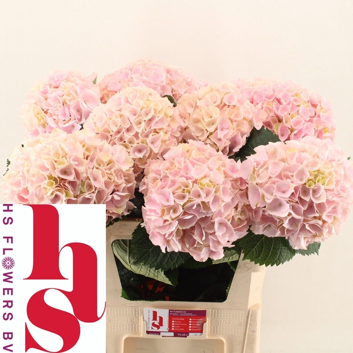 <h4>HYDR M MY PINKTOU RZ</h4>