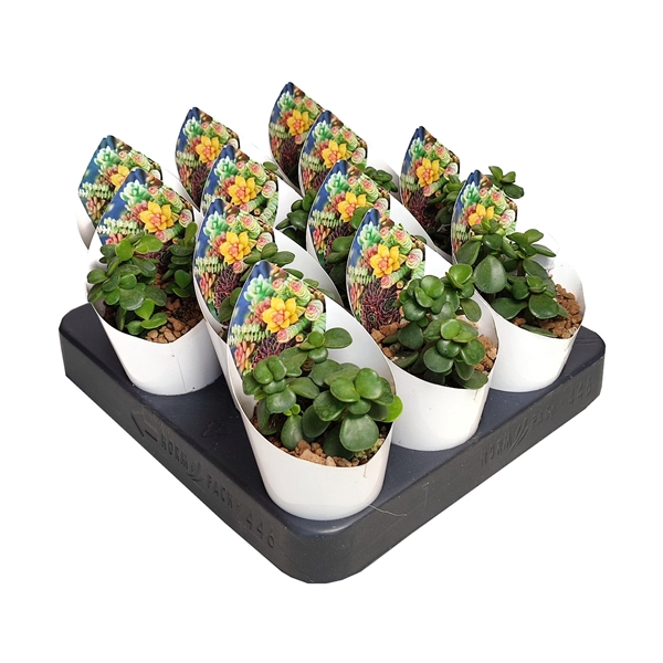 <h4>PORTULACARIA AFRA - POT Ø 6,5 WITH POTCOVER (SUCCULENTEN)</h4>