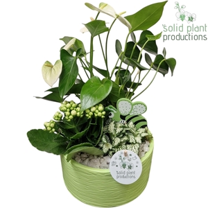 AT003 Loes Light Green Anthurium