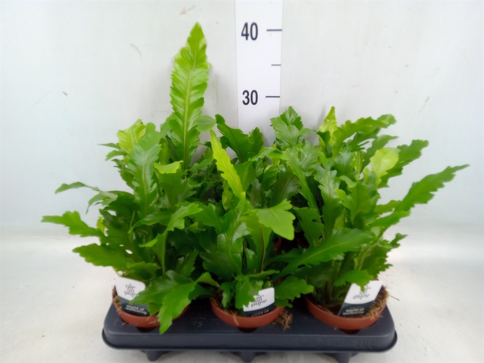 <h4>Asplenium nidus 'Campio'</h4>