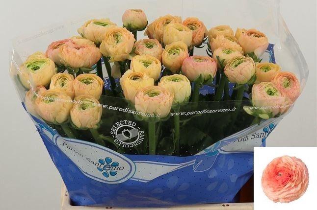 <h4>RAN SU TUAREG</h4>