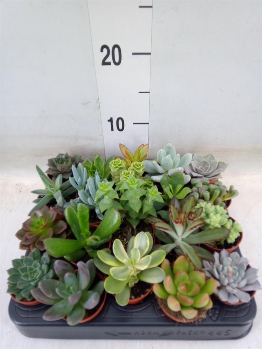 <h4>Succulents   ...</h4>