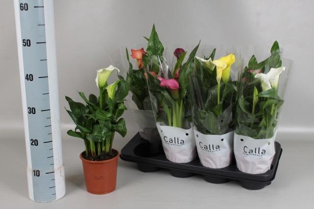 <h4>ZANT GEM 5 KL</h4>