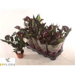 Anthurium Andr. Paris Black