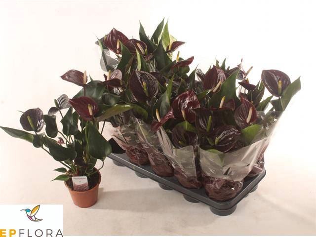 <h4>Anthurium Andr. Paris Black</h4>