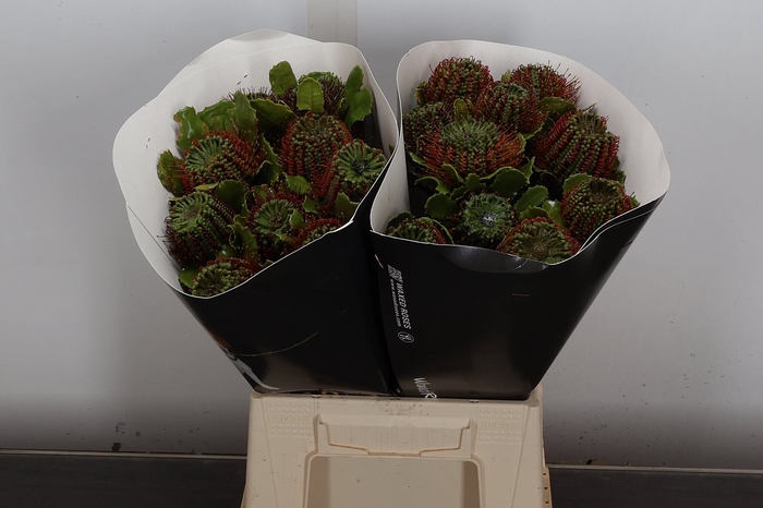 <h4>Banksia Wx Olijf</h4>