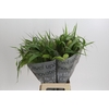 Grasses mix in bucket