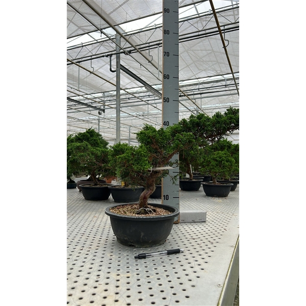 <h4>Juniperus chinensis, 23cm., in trainingspot</h4>