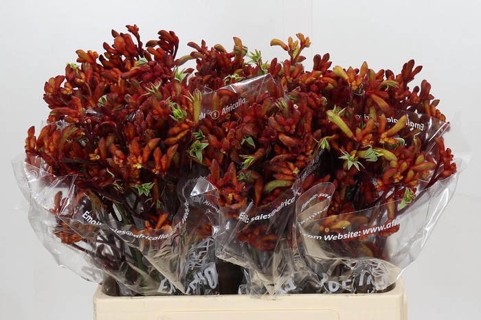 <h4>Anigozanthos Early Spring Indoor</h4>