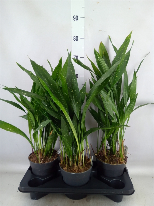 <h4>Aspidistra elat.</h4>