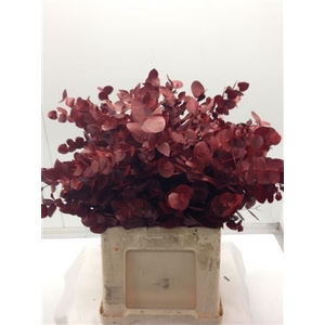 Eucal dyed Cinerea RED