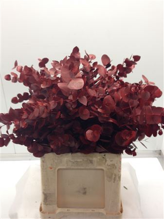 <h4>Eucal dyed Cinerea RED</h4>