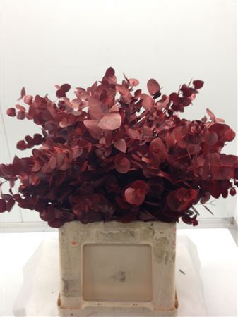 Eucalyptus DYED Cinerea Red