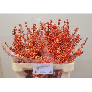 ILEX VE OUDIJ ORANGE