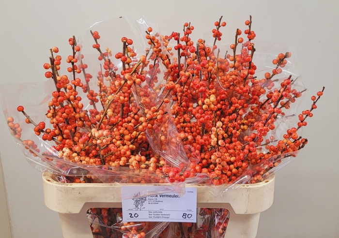 <h4>ILEX VE OUDIJ ORANGE</h4>