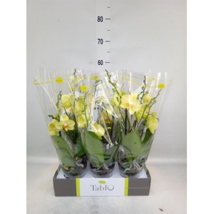 Phalaenopsis   ...yellow