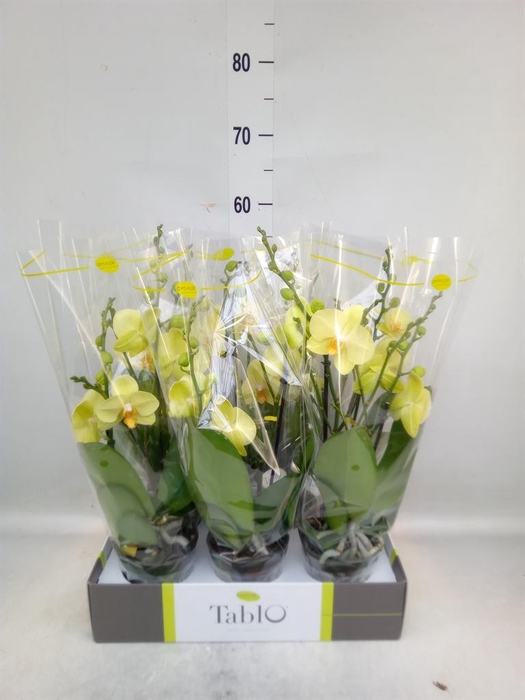 <h4>Phalaenopsis   ...yellow</h4>