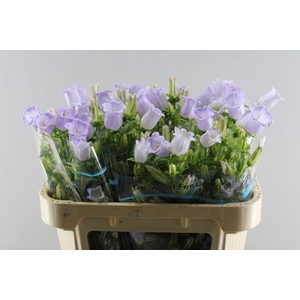 Camp M Champion Lave