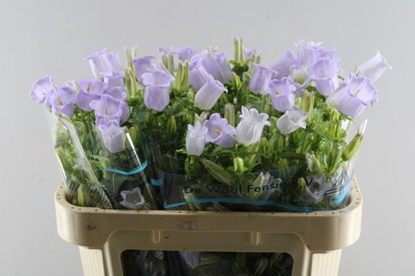 <h4>Camp M Champion Lave</h4>