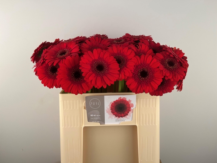 <h4>GE MI NIRVANA</h4>