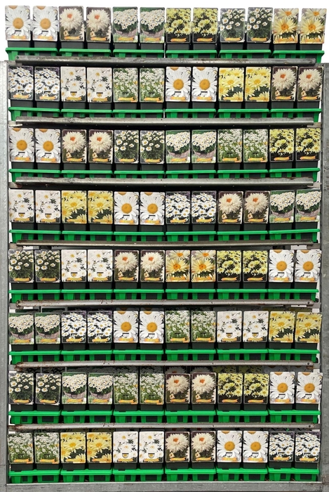 <h4>Leucanthemum maximum</h4>