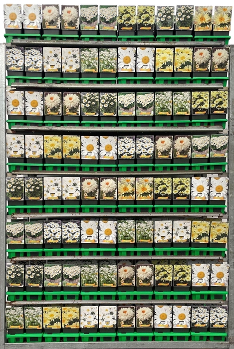 <h4>Leucanthemum maximum</h4>