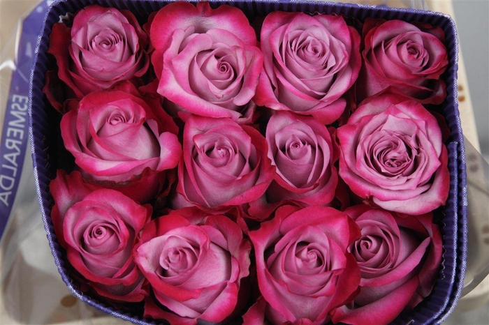 <h4>R Gr Deep Purple Ec</h4>