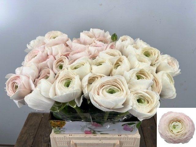 <h4>RAN SU HANOI</h4>