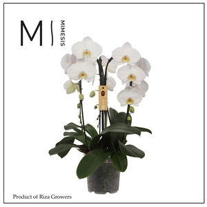 Phalaenopsis Crown White 3 spike - 21cm | Mimesis