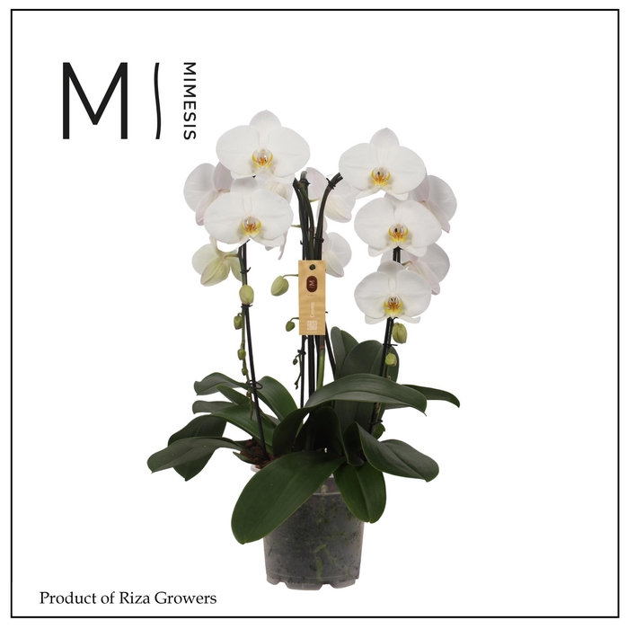 <h4>Phalaenopsis Crown White 3 spike - 21cm | Mimesis</h4>