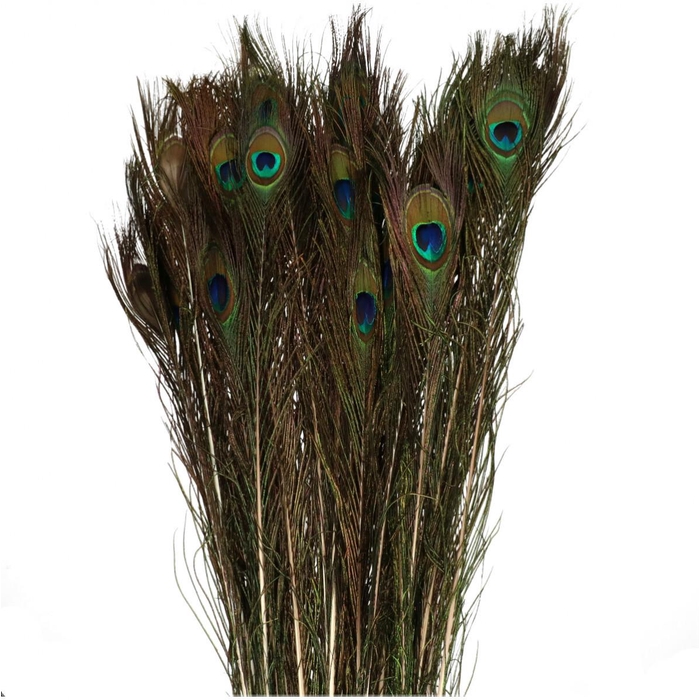 <h4>Veren Pauw 100cm</h4>