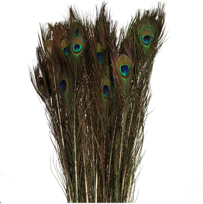 Veren Pauw 100cm