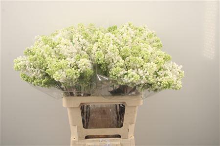 <h4>Syr Stepman White</h4>