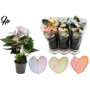 Anthurium 12 cm Make-Upz Pearl Mix - Couture sleeve Black