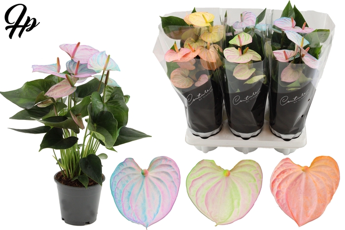 <h4>Anthurium 12 cm Make-Upz Pearl Mix - Couture sleeve Black</h4>