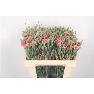 Di Symply Salmon Rose