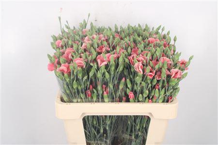 <h4>Di Symply Salmon Rose</h4>