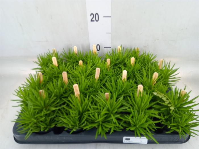 <h4>Senecio archeri 'Himalaya'</h4>