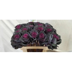 Brassica elegance