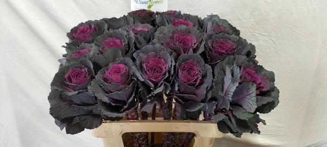 <h4>Brassica elegance</h4>
