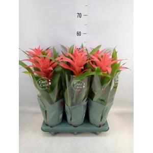 Guzmania  'Deseo Salmon'