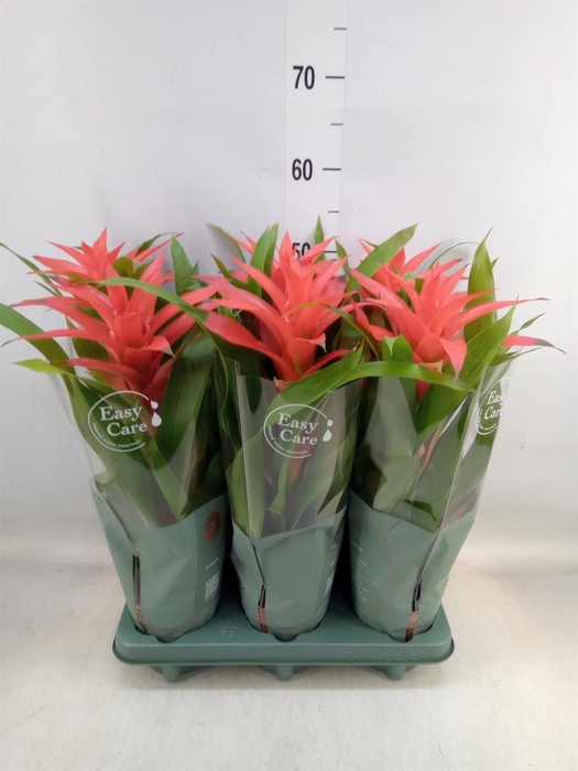 <h4>Guzmania  'Deseo Salmon'</h4>