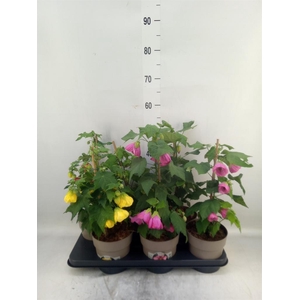 Abutilon   ...mix