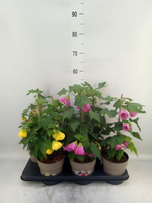 Abutilon   ...mix