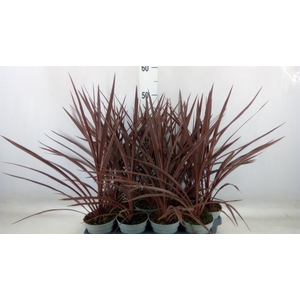 Cordyline austr. 'Red Star'