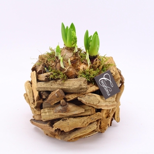 BLCR-2607 Bulbs creations